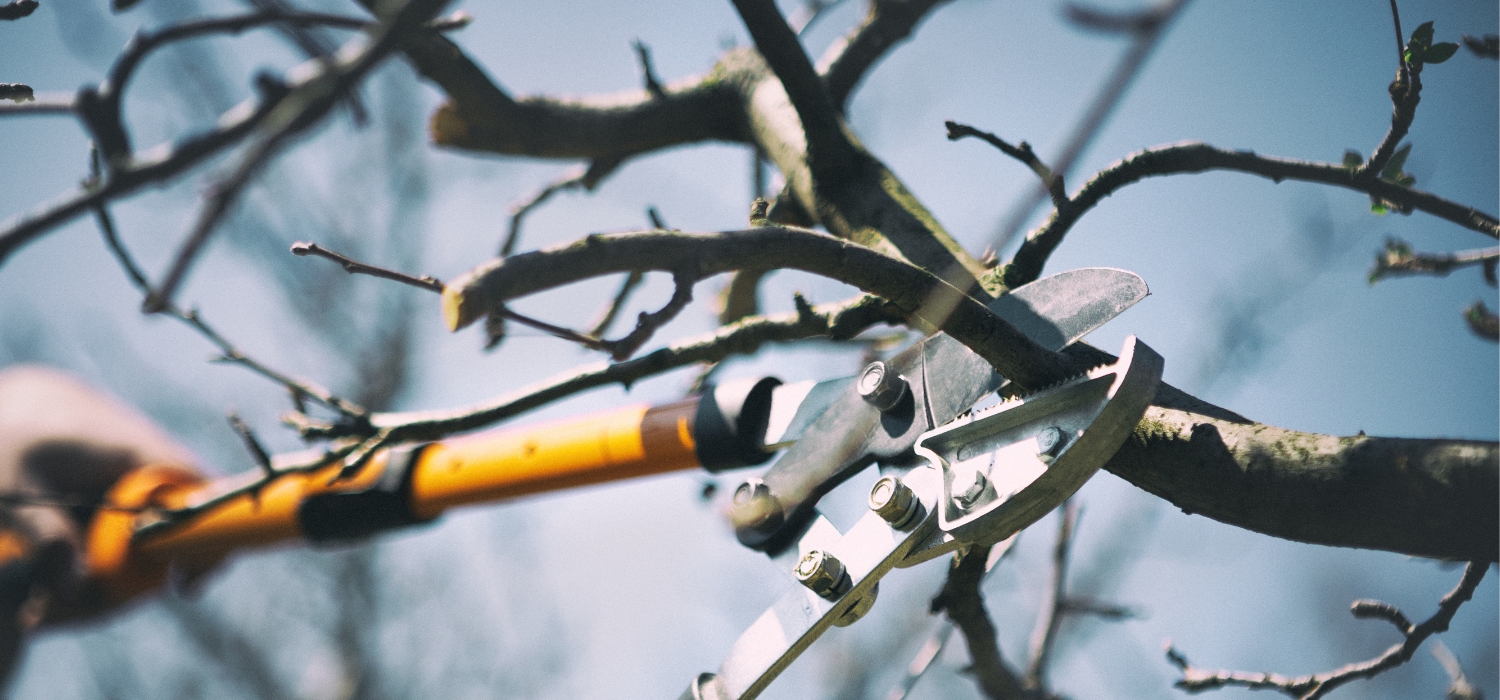 pruning trees