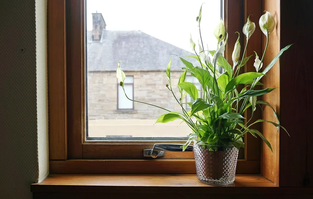 image of a peace lily on a window sill.