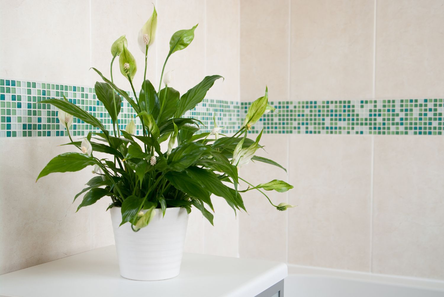 peace lily in bathroom on top of a worktop and vanity unit with beige tiles and mosaic smaller patterned tiles - spathiphyllum