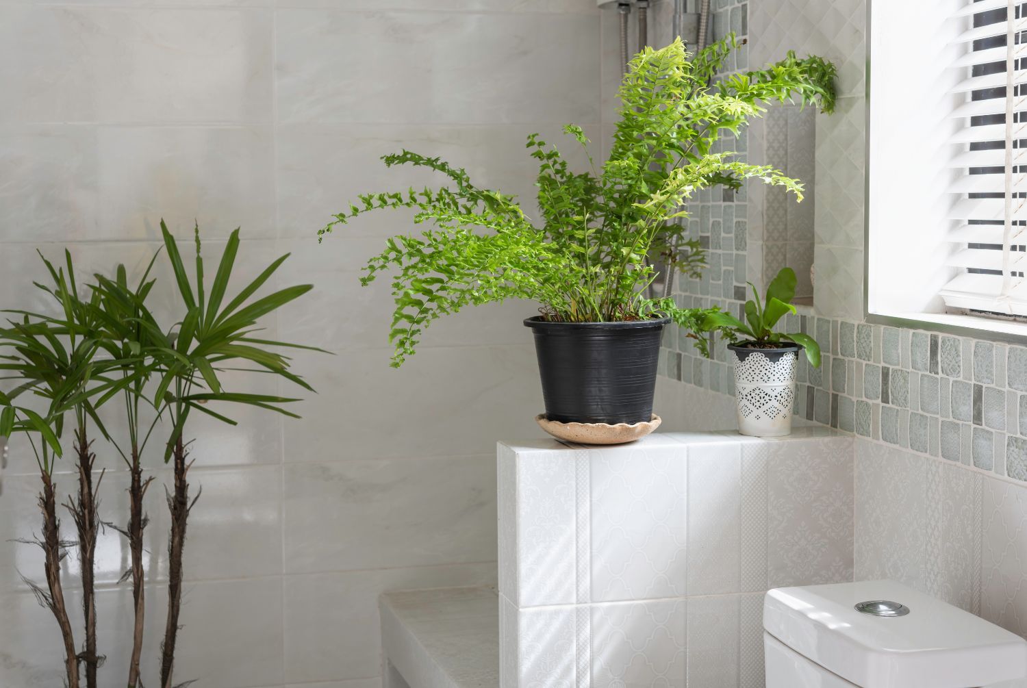 image of bathroom plants in grey tiled bathroom sat on shelf dividing wall next to toilet and window